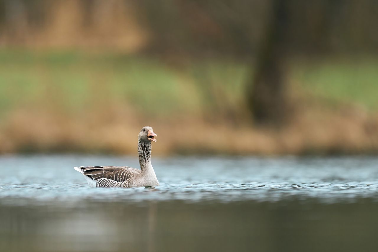renaturyzacja cieków wodnych